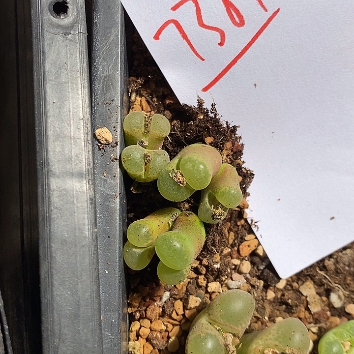 青***椒7387。  一组。     