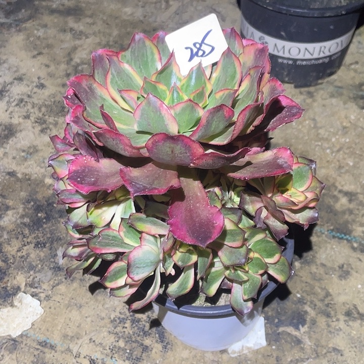 ****子法师植物魅影法师285