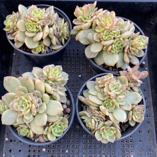 蜡牡丹锦一一一一一一一