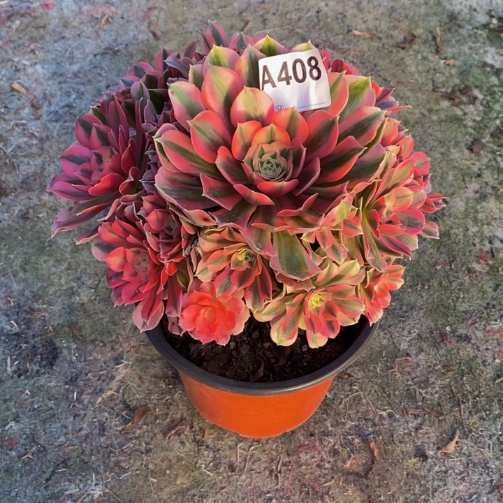 女巫多肉植物408