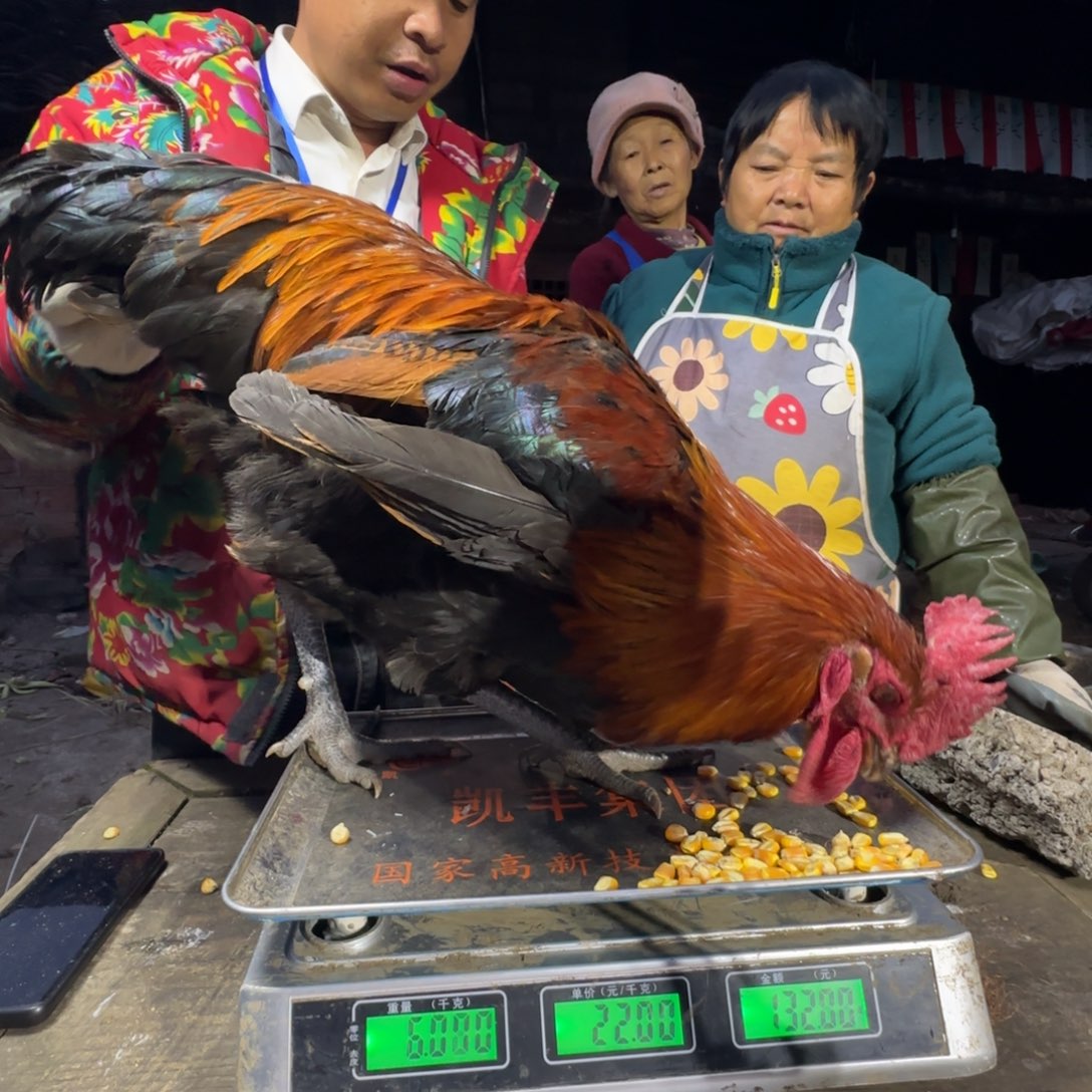 红瑶鸡农村土鸡680296