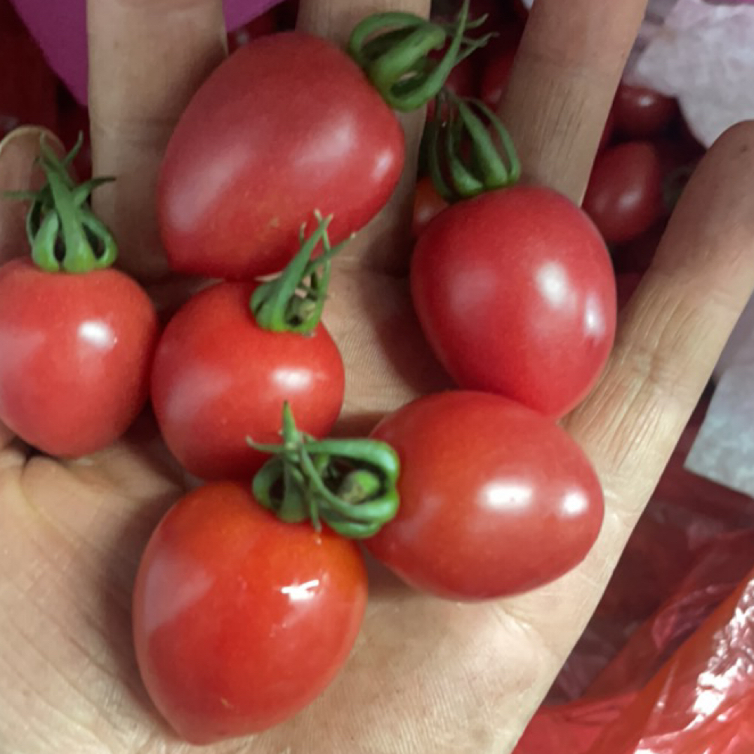 红色小番茄：多汁甜！2斤装28元千禧圣女果云南省