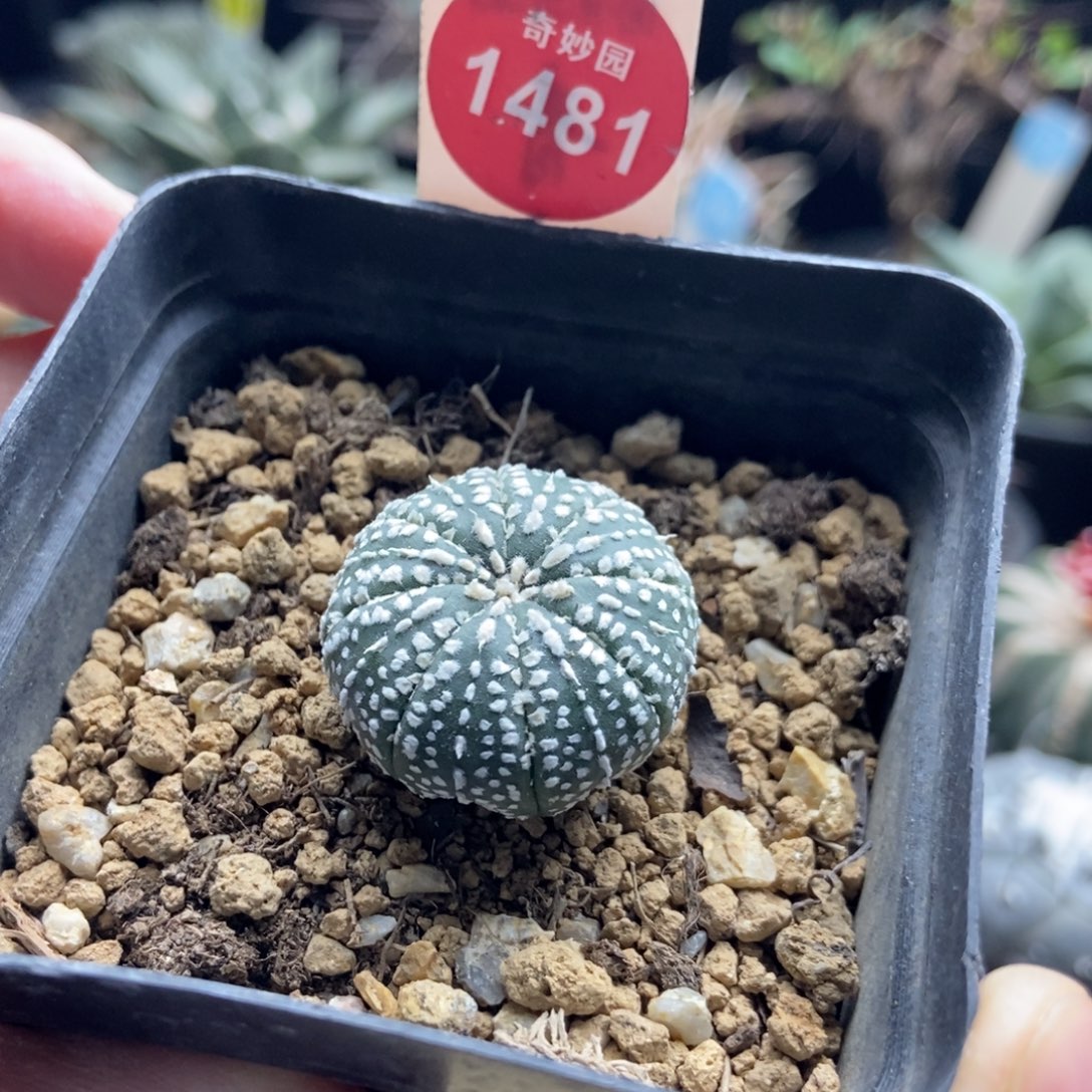 实生奇迹兜一棵仙人球