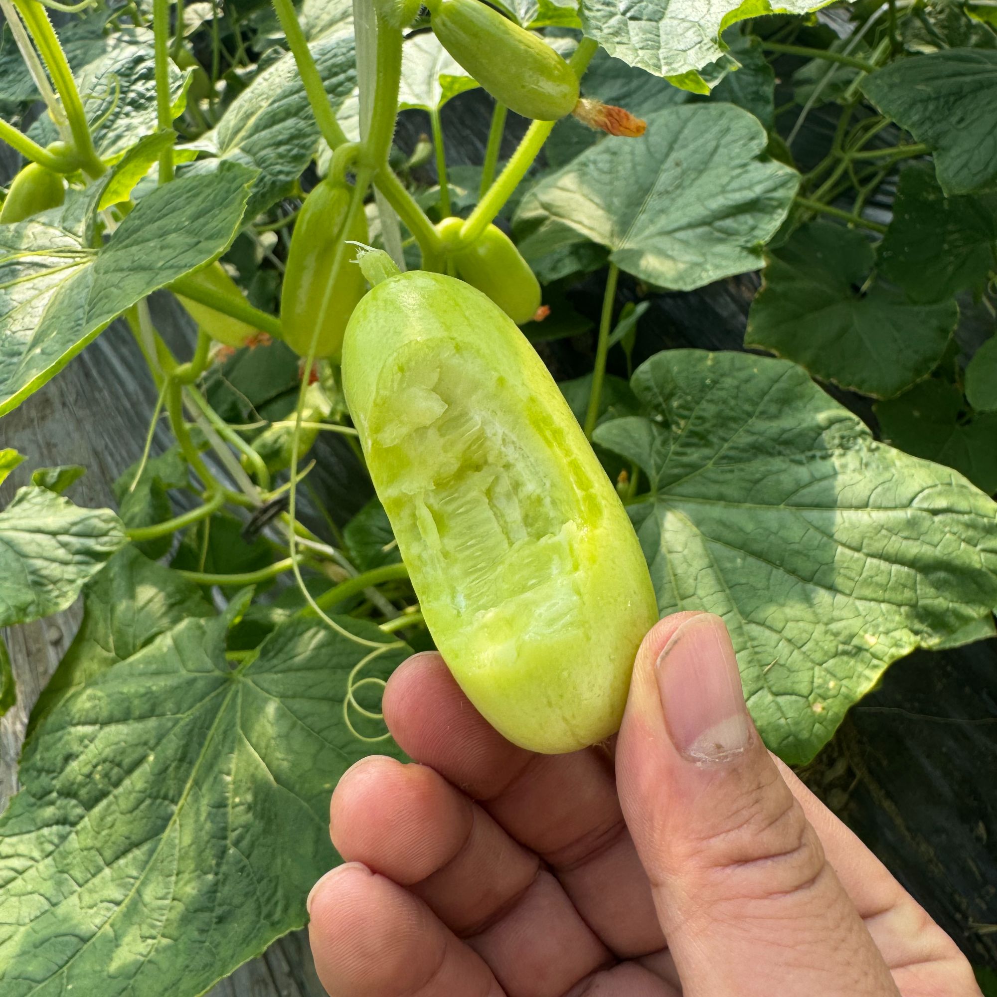 【顺丰次日达】天津本地奶油小黄瓜