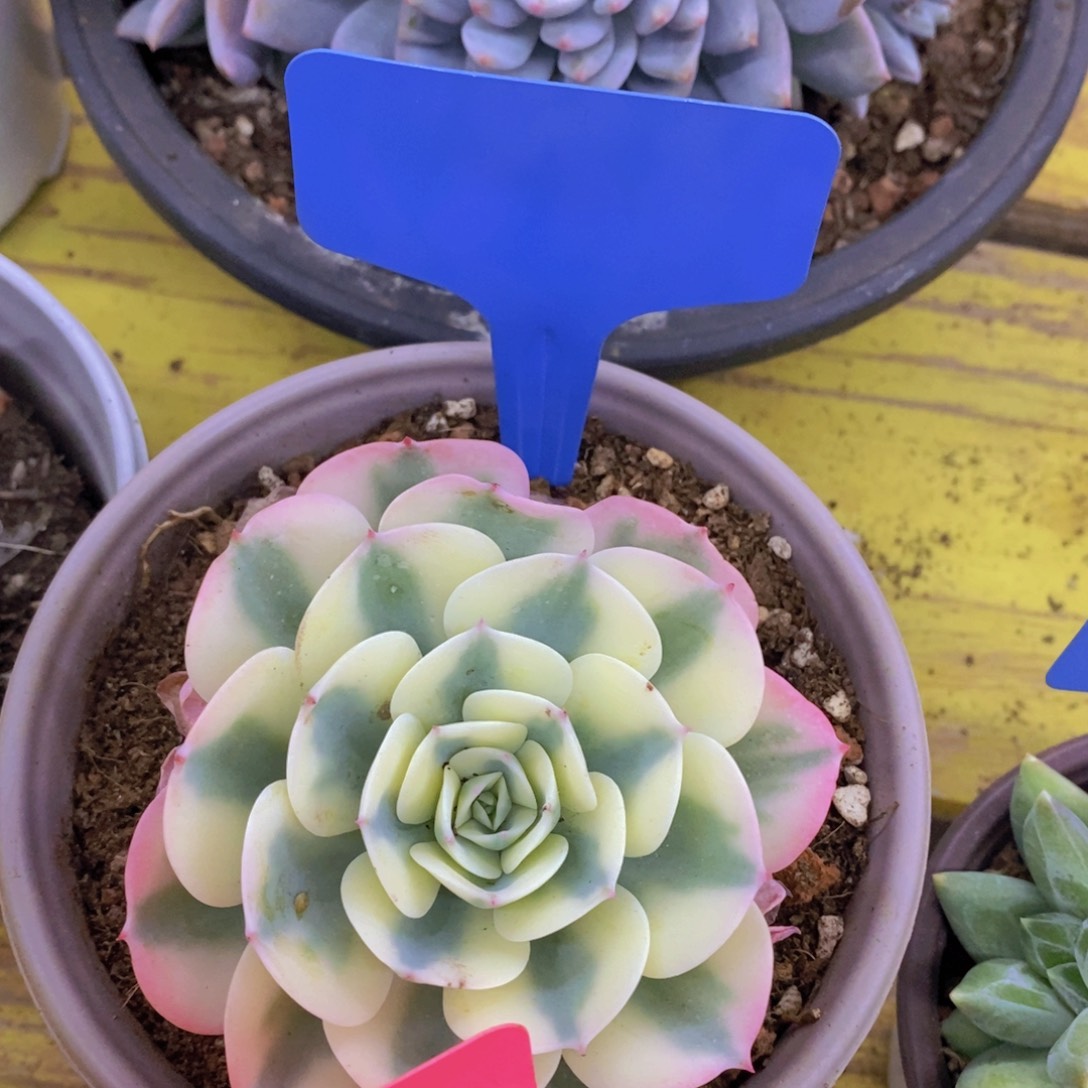 开心多肉，清货场啊