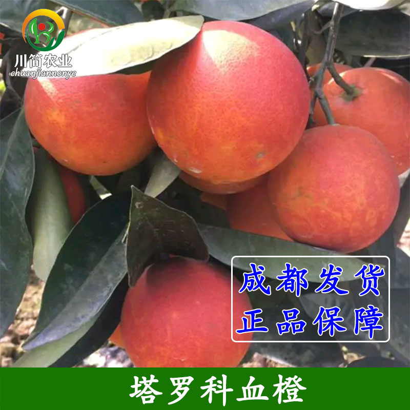 嫁接资中塔罗科血橙树苗血脐橙柑桔树苗营养杯带土球柑橘水果树苗