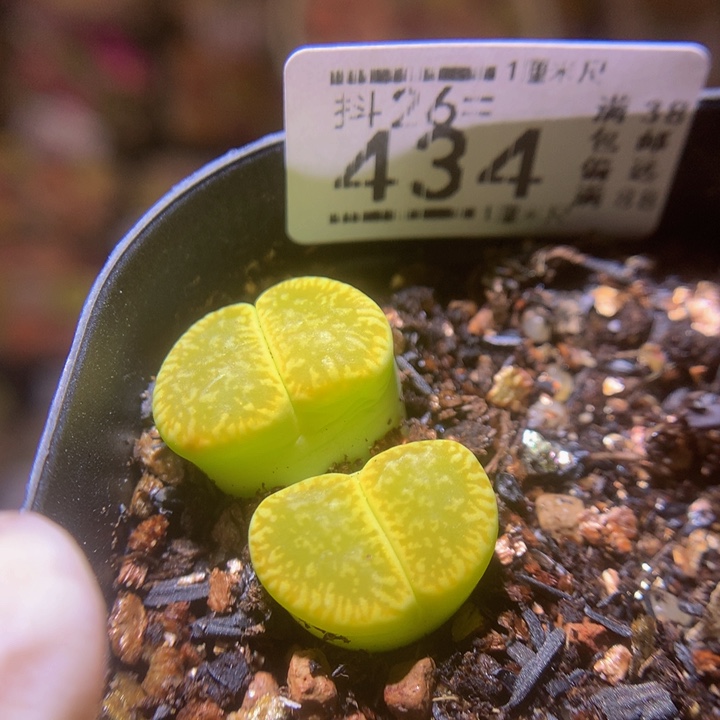 精品生石花26.434