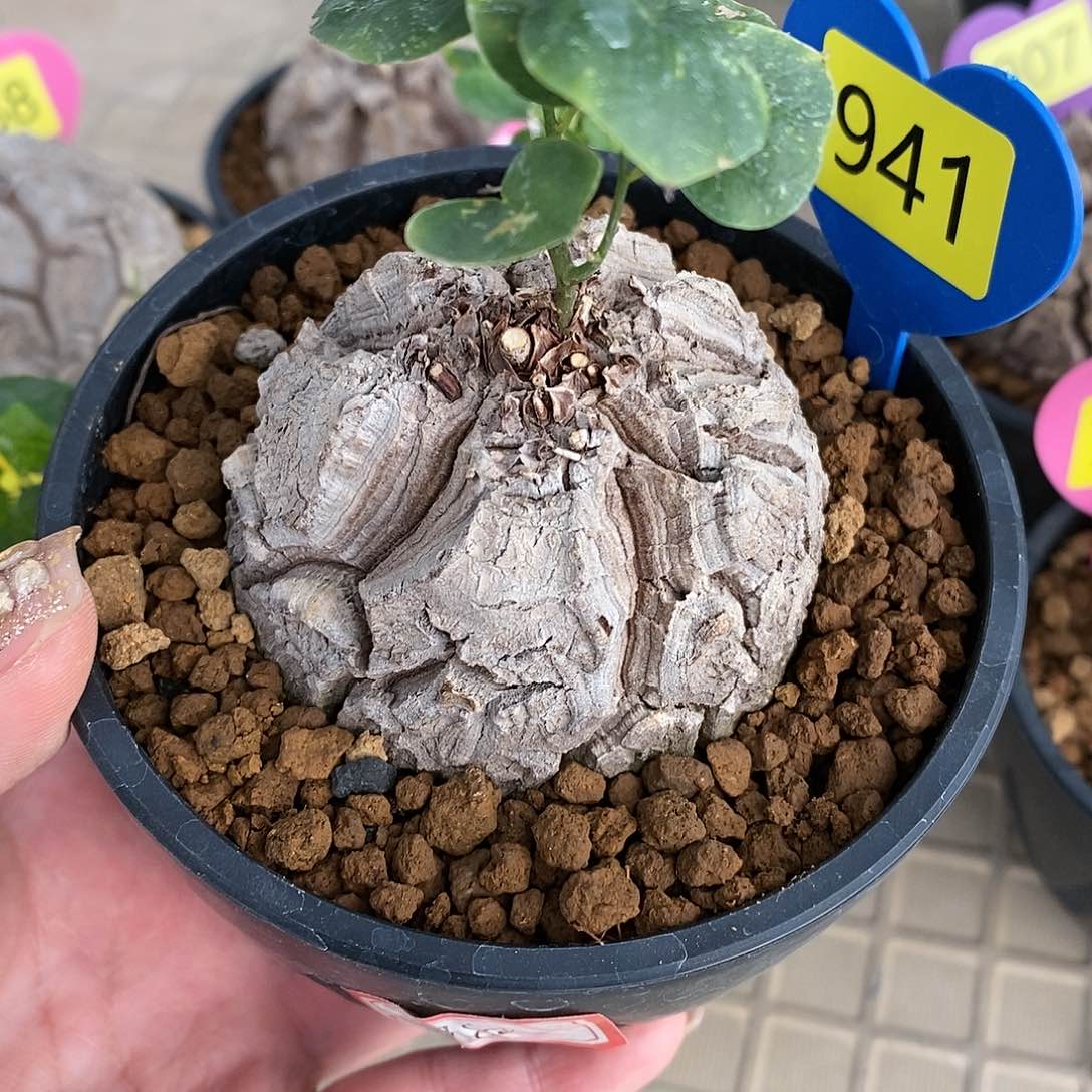 用****4南非龟甲龙龟甲龙