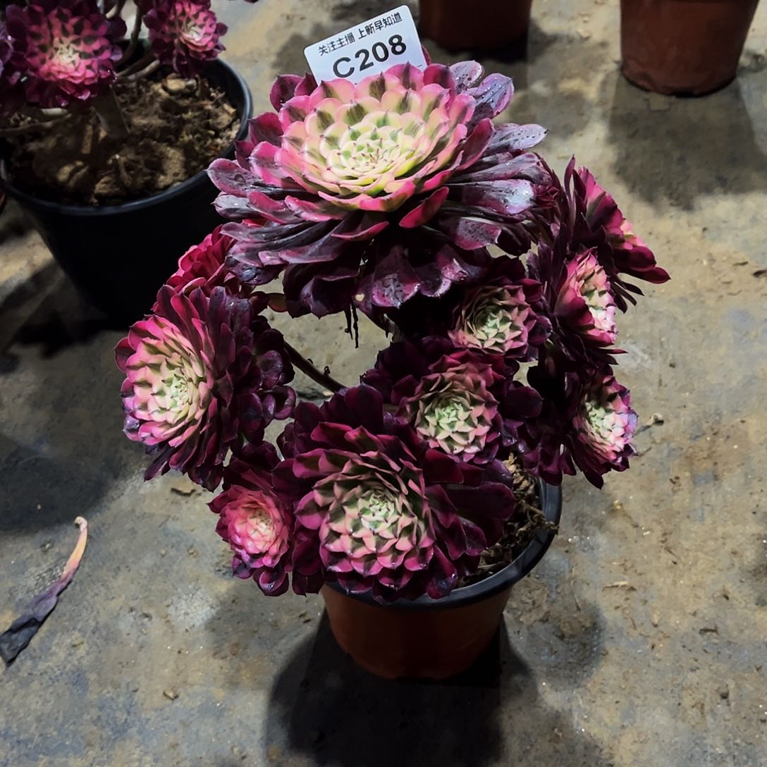 ?****师多肉植物208红铜白