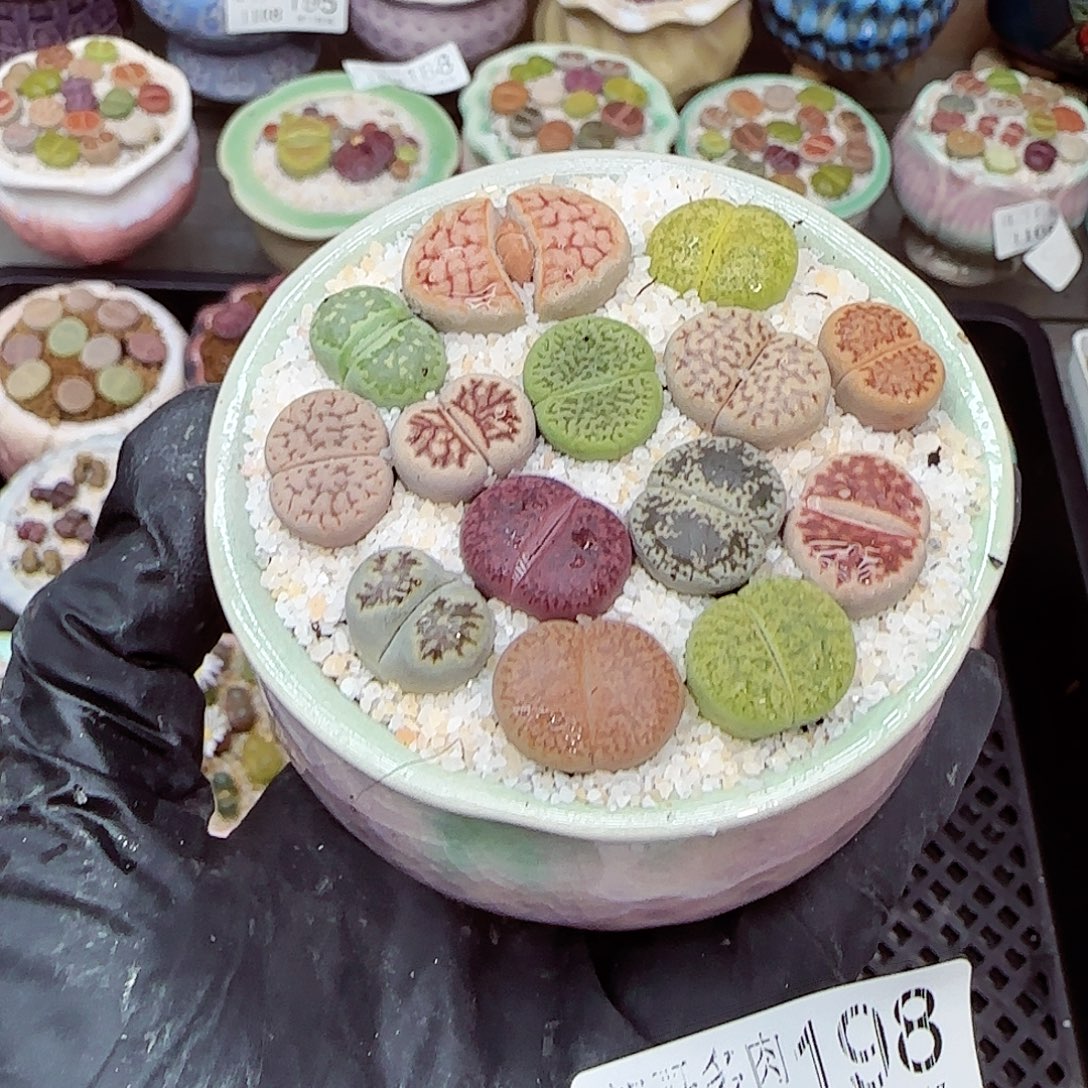 生石花满18包邮1108-198