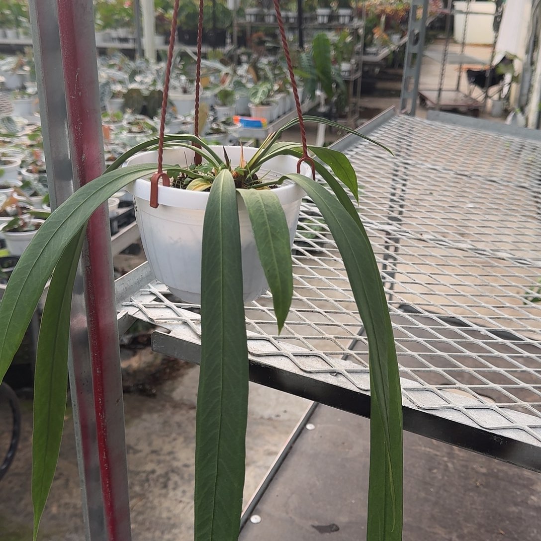 无花朵维塔领带可挑