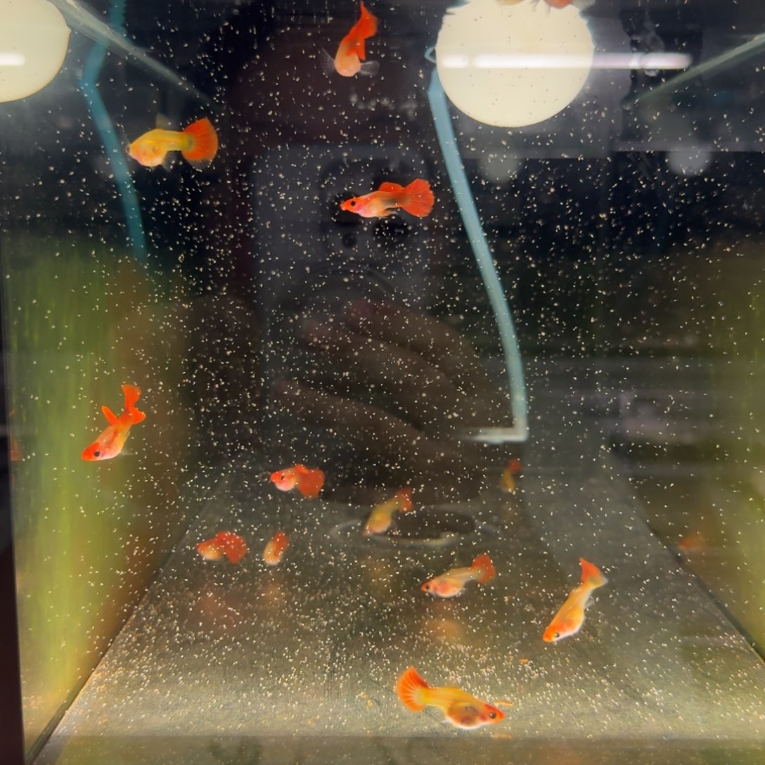孔雀鱼红头玻璃猫短体5对整缸多的算备损