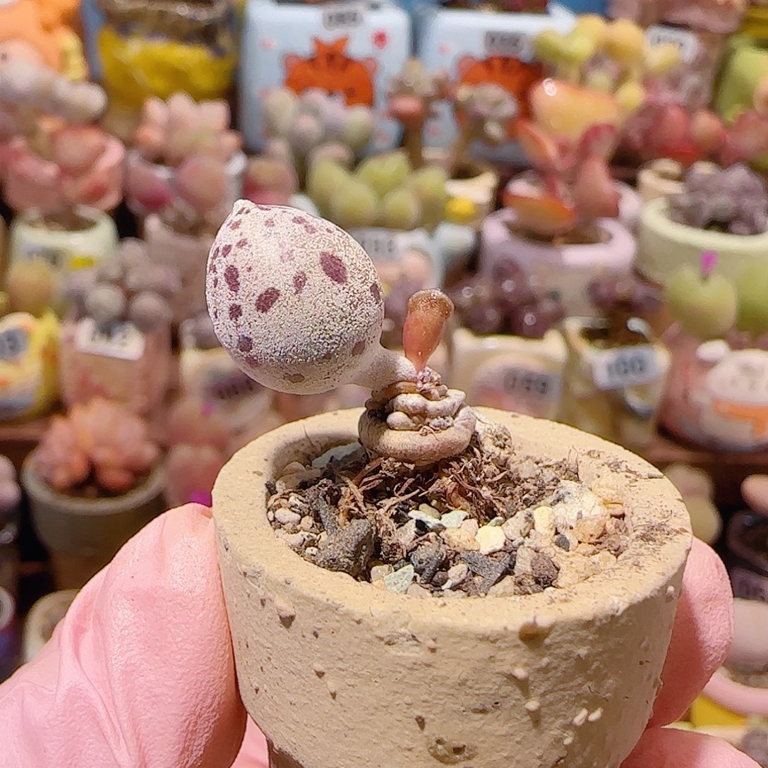 T达摩白丸盆口2.5cm