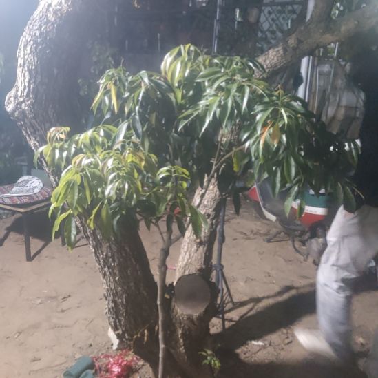 无花朵北园挂绿荔枝嫁接苗