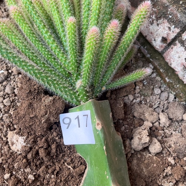 温***生垂吊鼠尾紫色^_^917