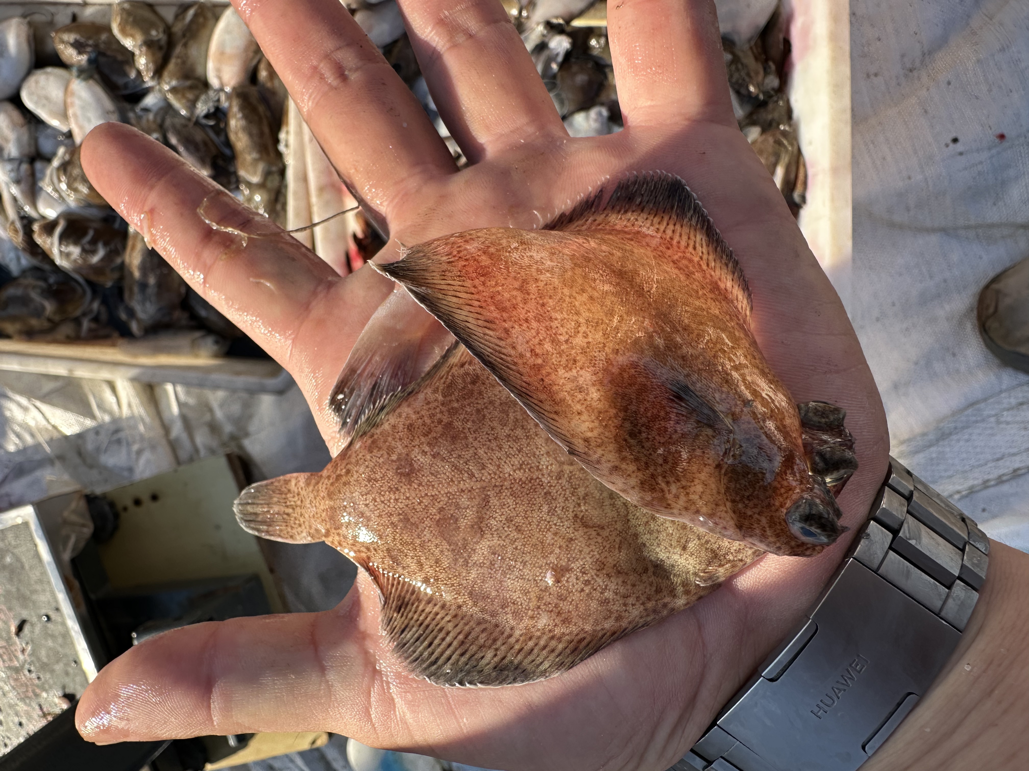 青岛田横新鲜 野生 海捕  红头鱼  古眼鱼    改链接专用    