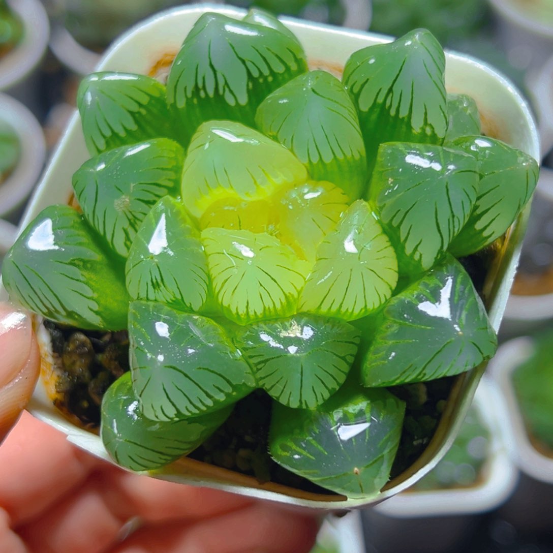 糖心玉露多肉多肉多肉