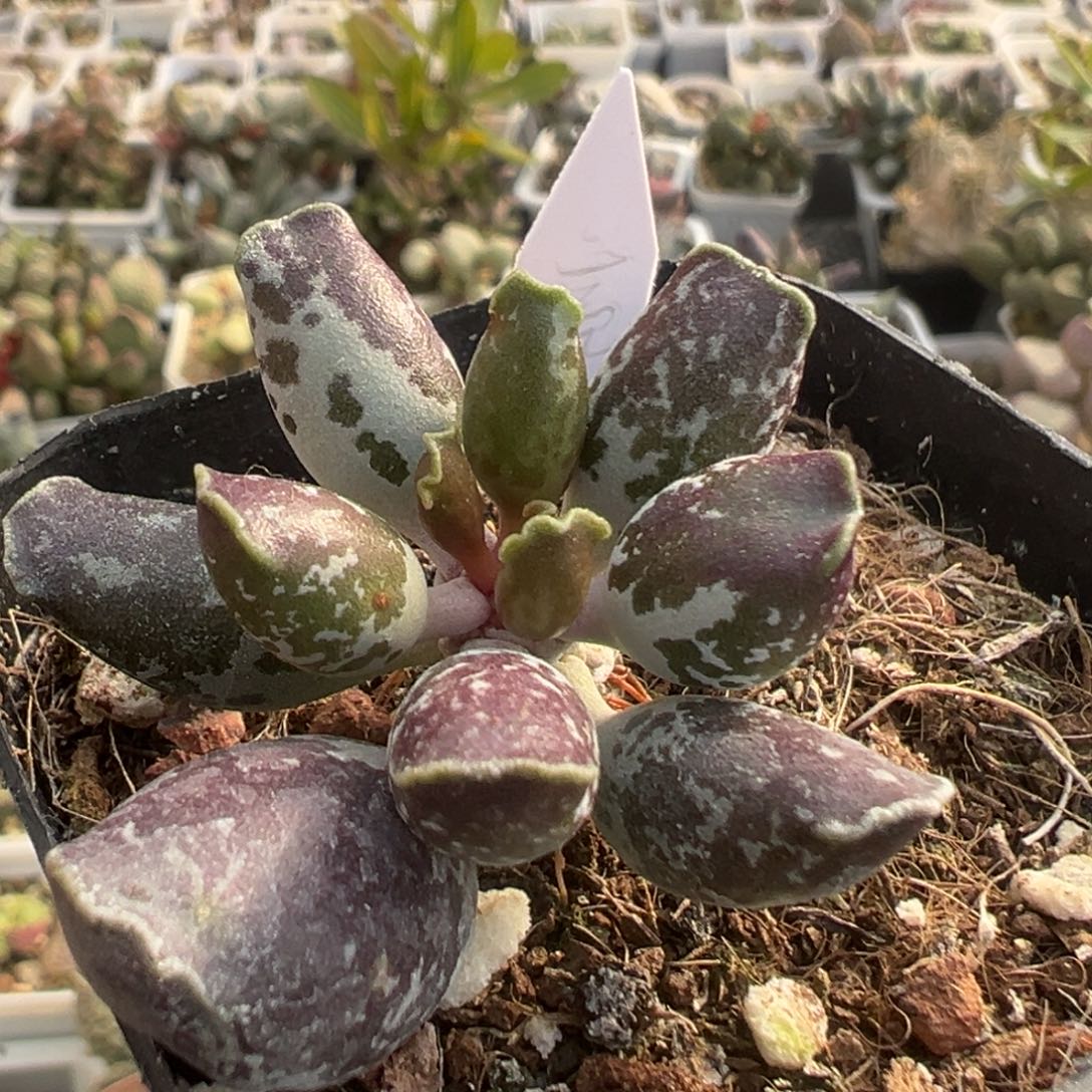 60亮紫斑老桩多肉植物