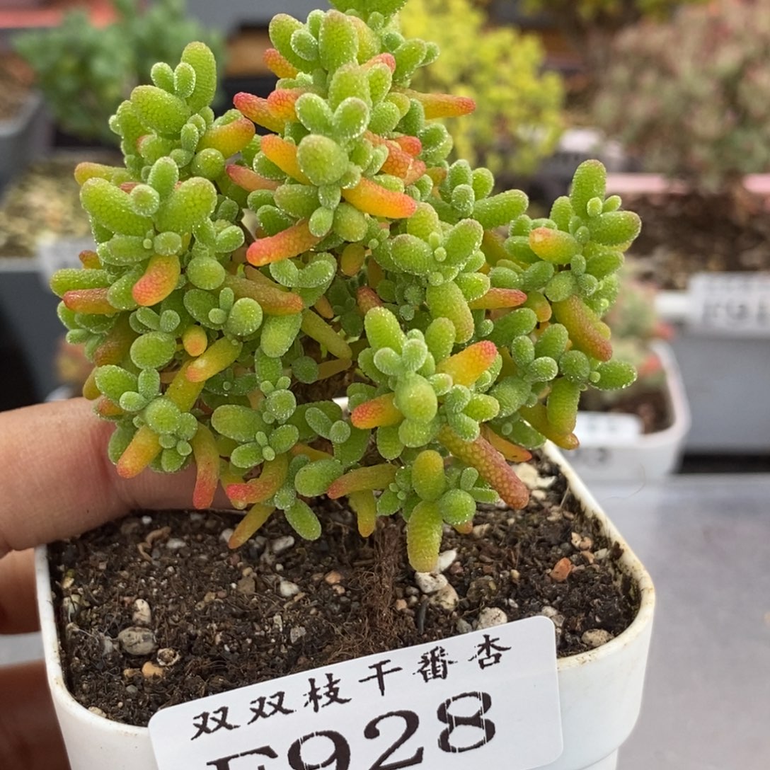 兀***自928橘子糖。                 