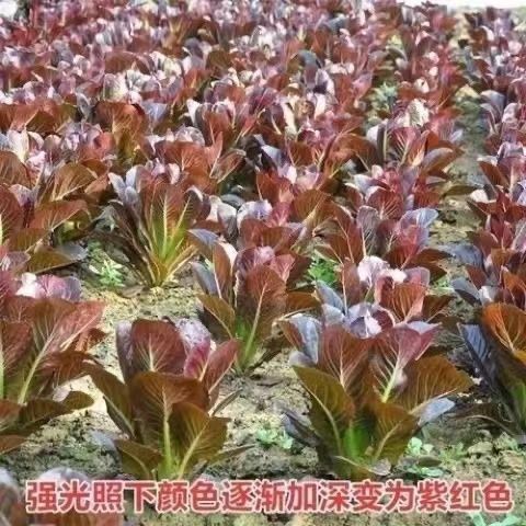 紫孔雀菜种子不生虫不打药生吃脆甜高营养直立生菜四季播生菜