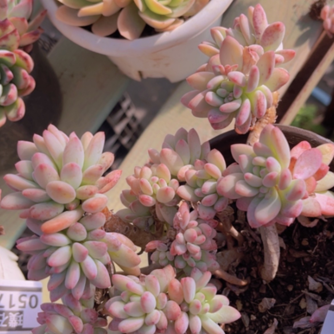 【闪购商品】冰淇淋香水05215