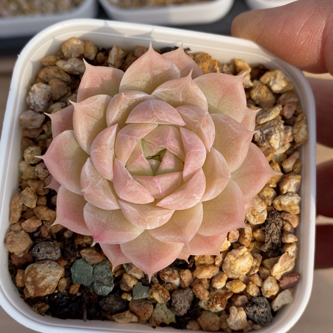 精品多肉一物一拍不包整12