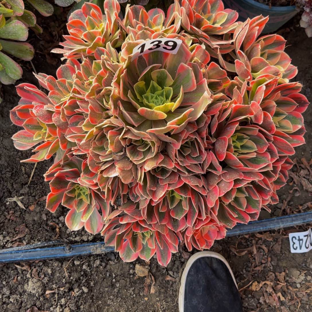 女妖法师14////-45包邮