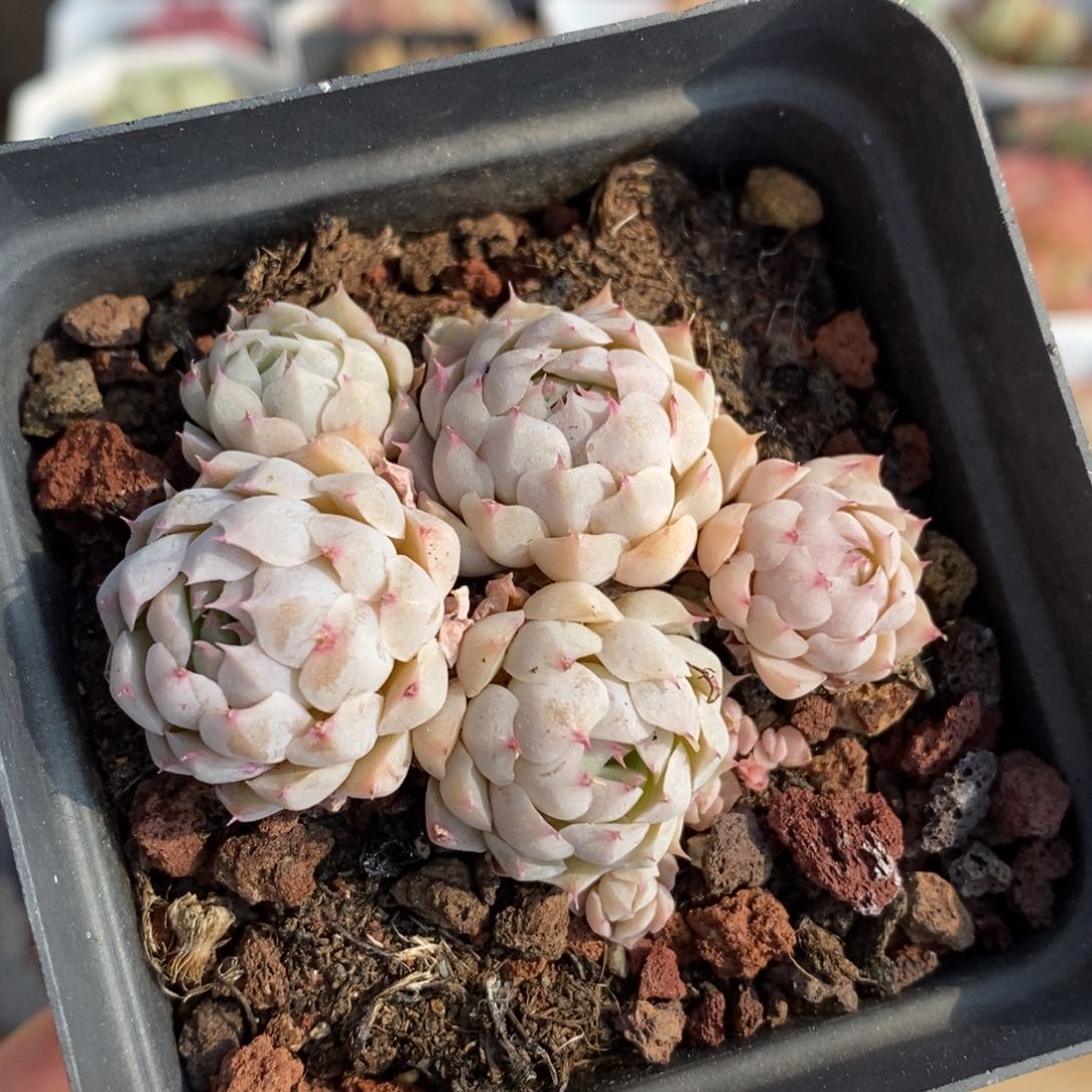 精品多肉一物． 一拍不包整98