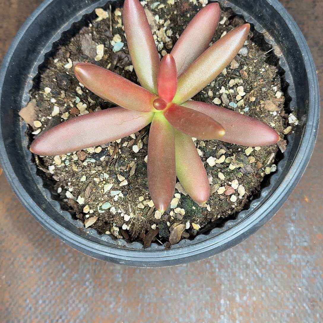 椰子树一颗炸炸炸