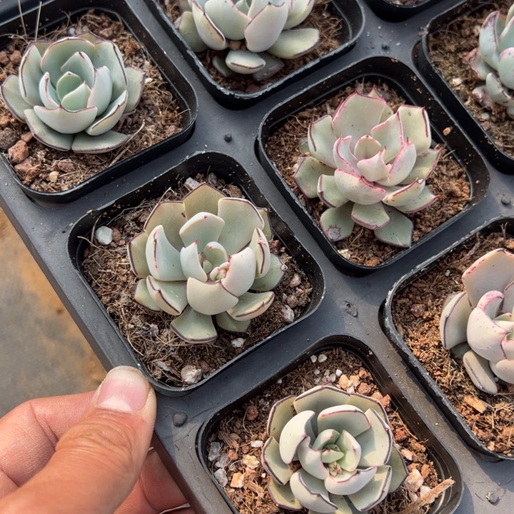 剑斯诺娃一颗量拍多肉满20包邮下午发