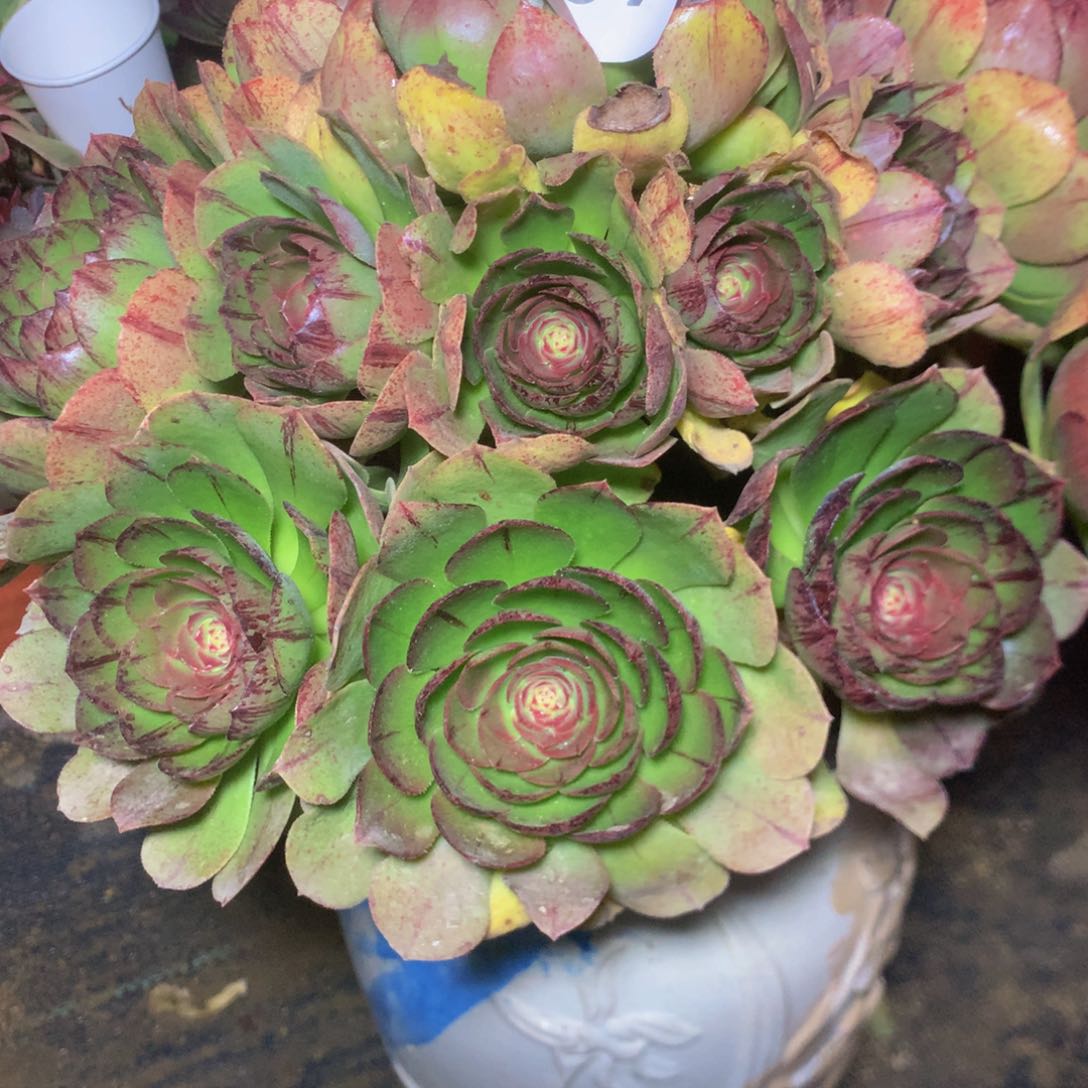 209万拉丝多肉植物
