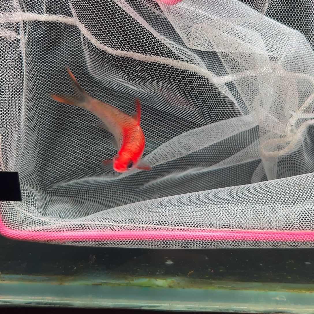 黄化一眉尺寸6cm左右，运输不包沙