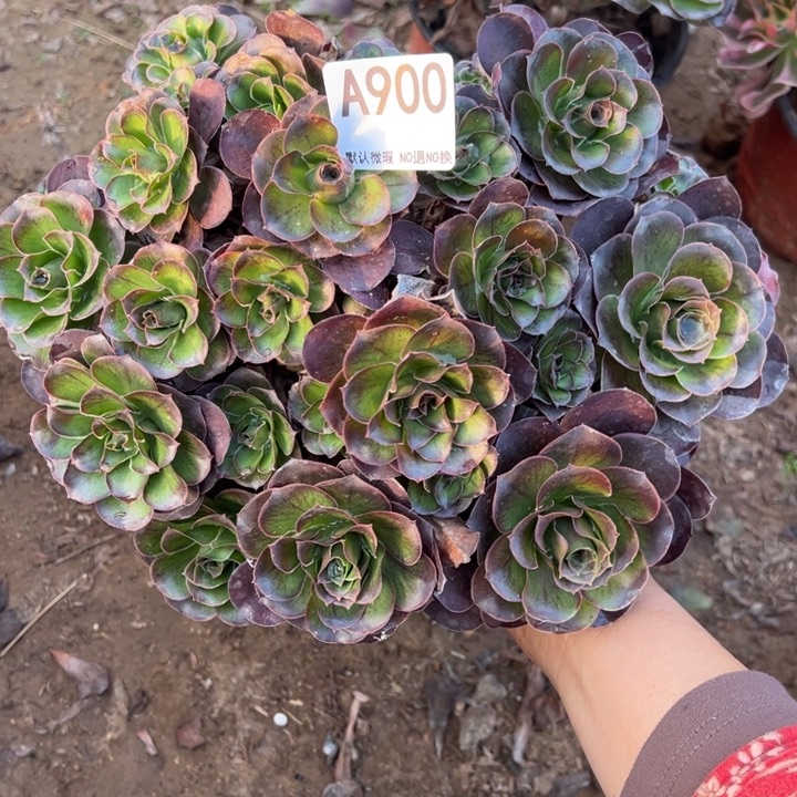魅金多肉植物900.