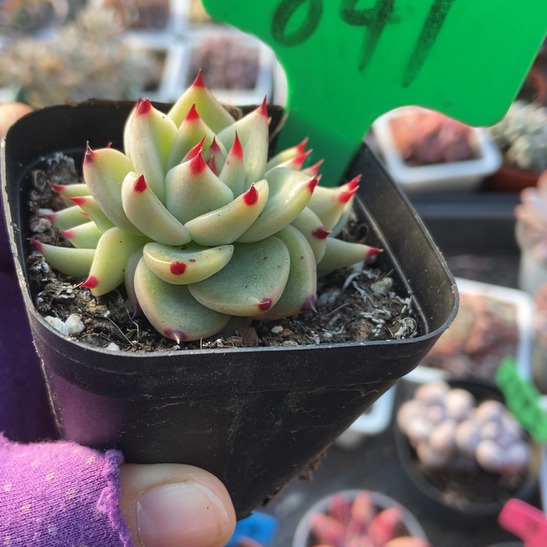 841蓝龙多肉植物多肉