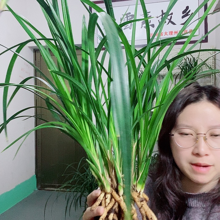 完全开放大雪素大雪素
