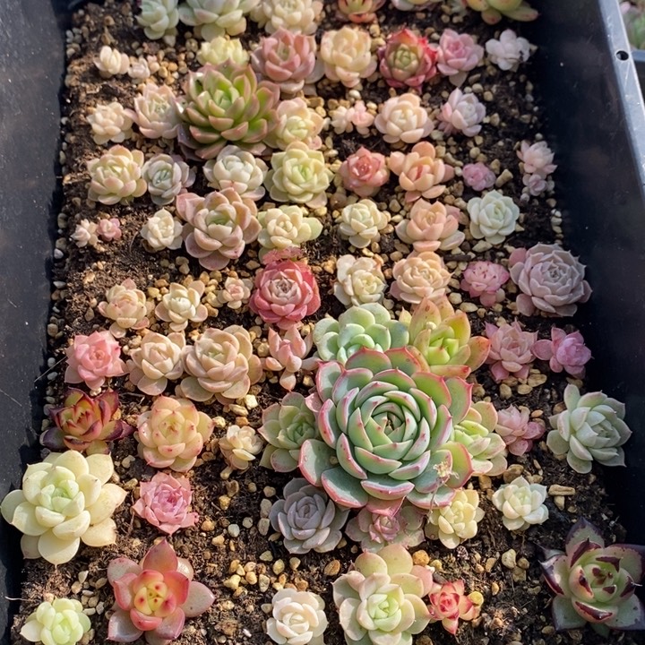 53 多肉植物盆栽花卉植物