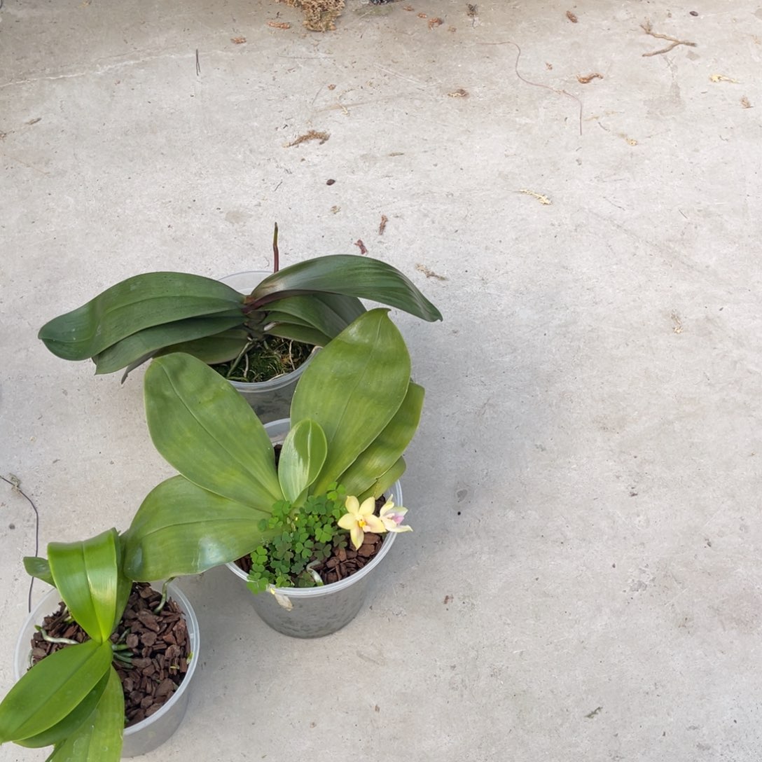 雪***松完全开放蝴蝶兰蝴蝶兰