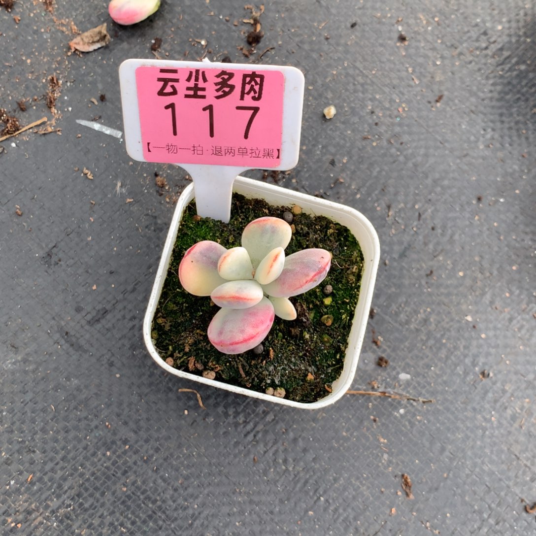 啊啊啊啊啊啊啊啊117