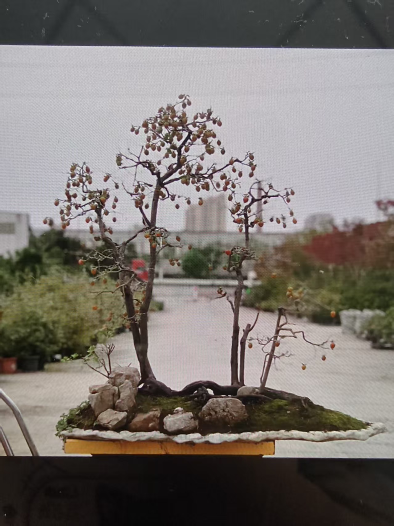 老鸦柿成熟老桩盆景直播展示