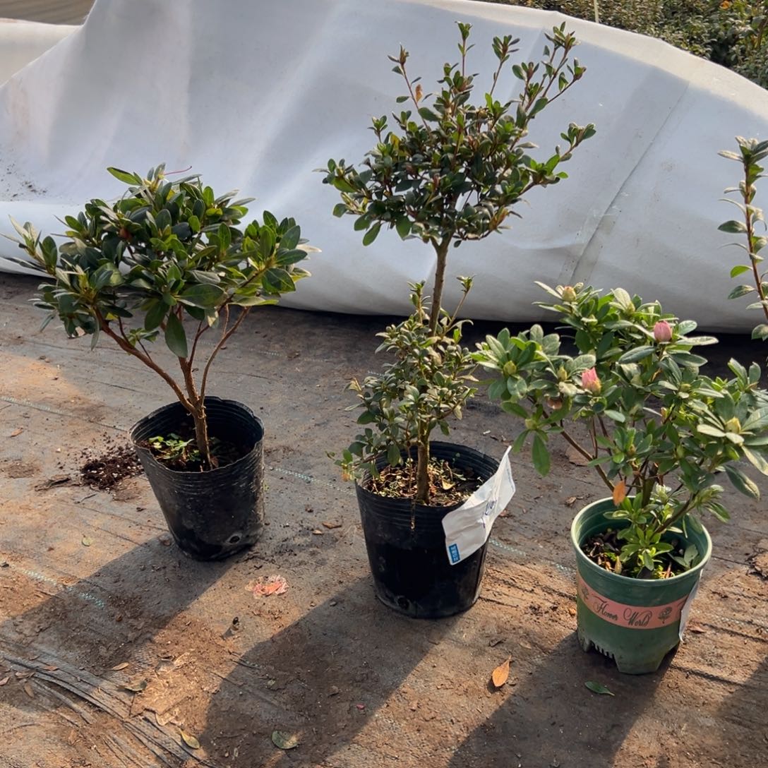 完全开放桃梅锦杜鹃