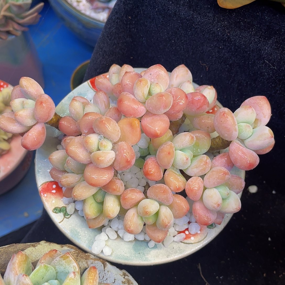 草莓冰淇淋多肉植物