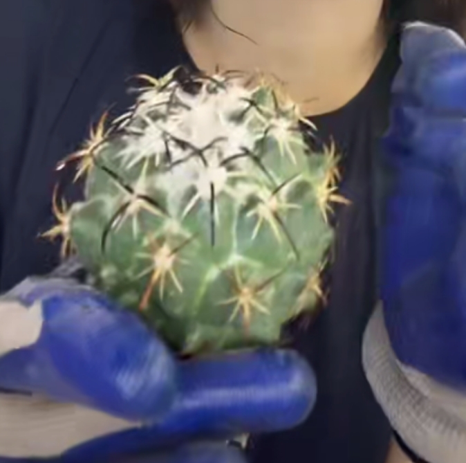 二妹园艺【 1颗 钢钉  实生根 】【保中刺雪顶】默认脱土随机发货