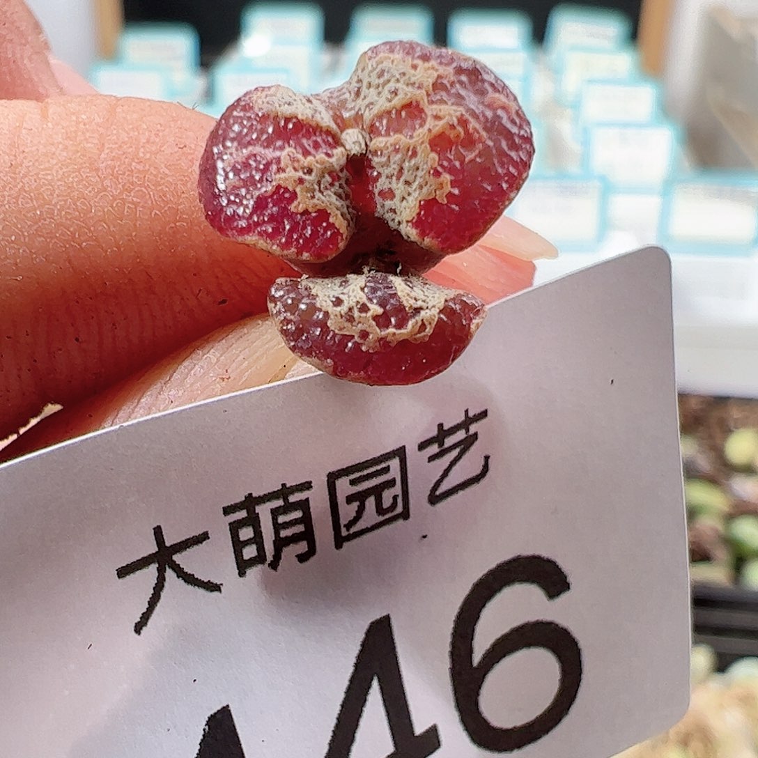 0000446 一物一拍……