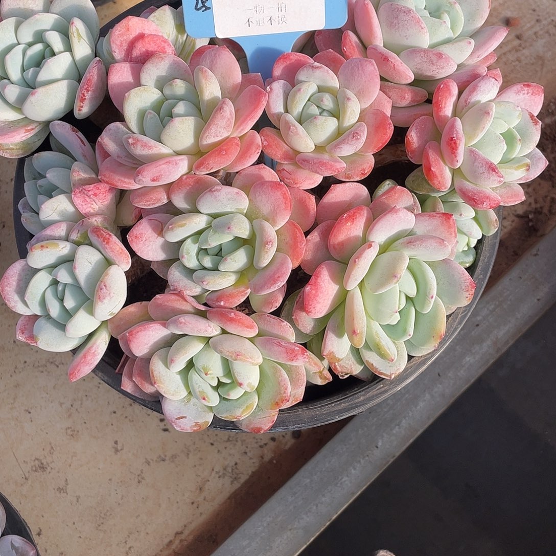 飞****圆叶冷香群生2652号