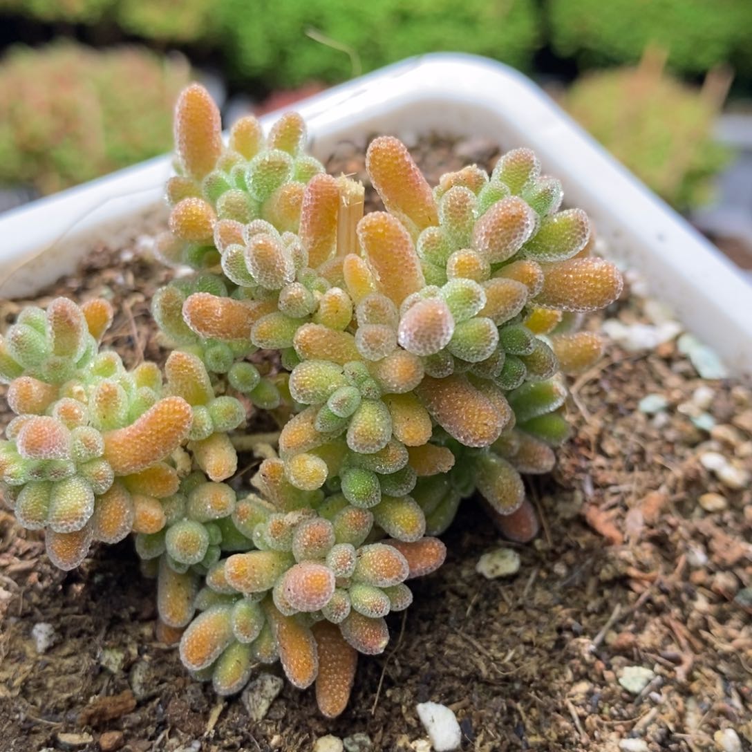 冰晶杂A709枝干番杏