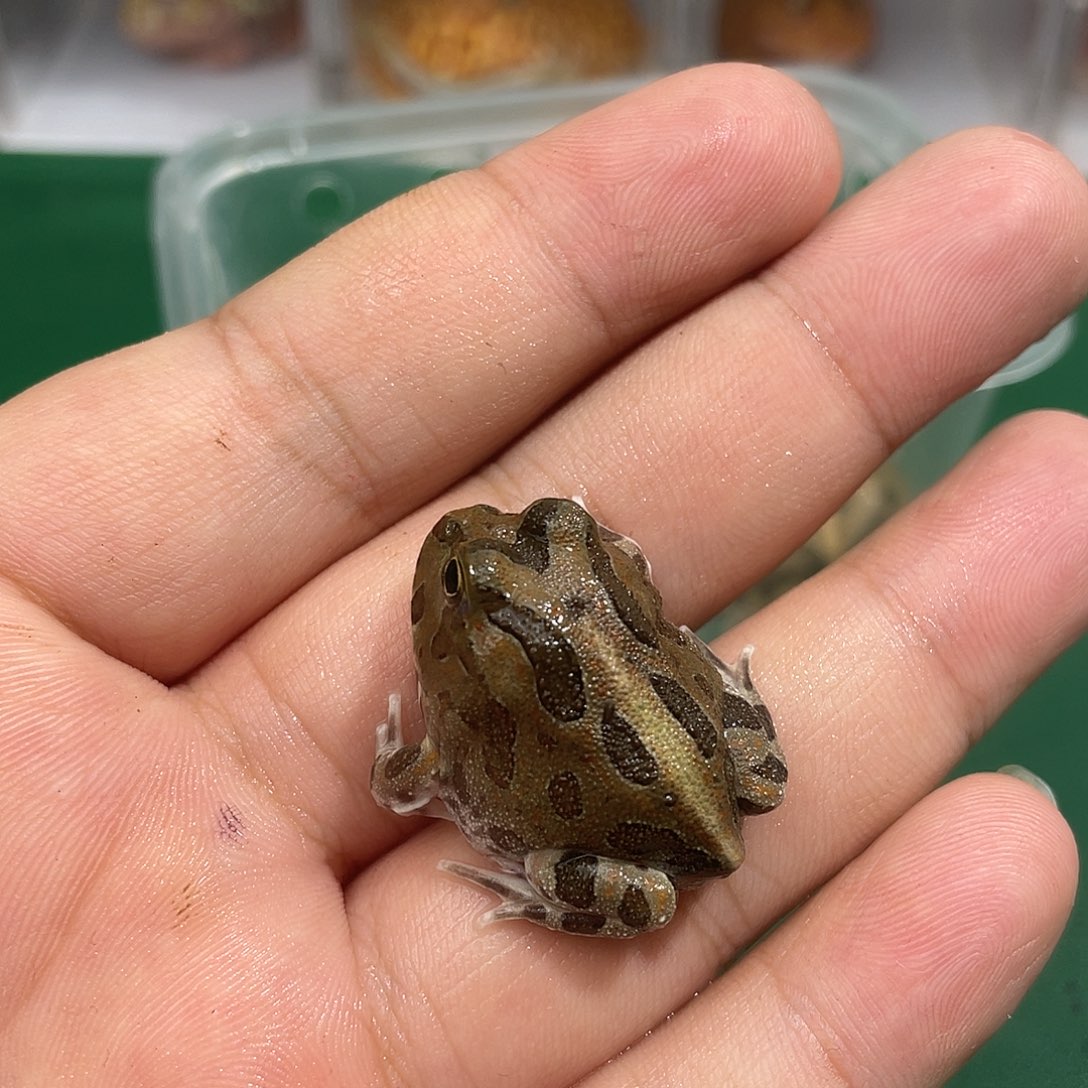 角蛙波子角蛙 3 到货拍摄开箱视频包邮包活