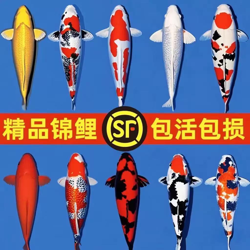 金松叶3银松叶2黄金1黑金1锦鲤观赏鱼