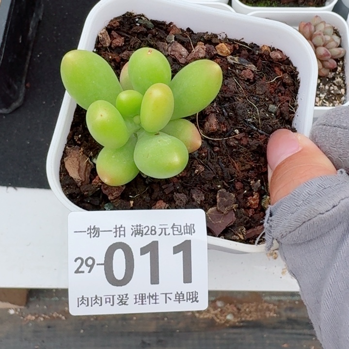 金蝉多肉多肉多肉植物多肉多肉多