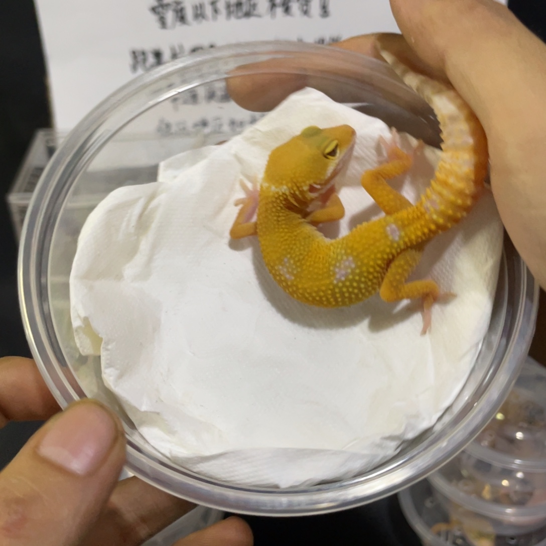 豹纹守宫阳光 母 。