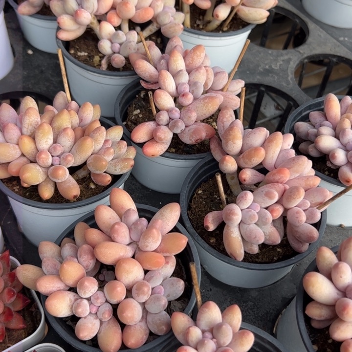 新疆包邮 汤圆群